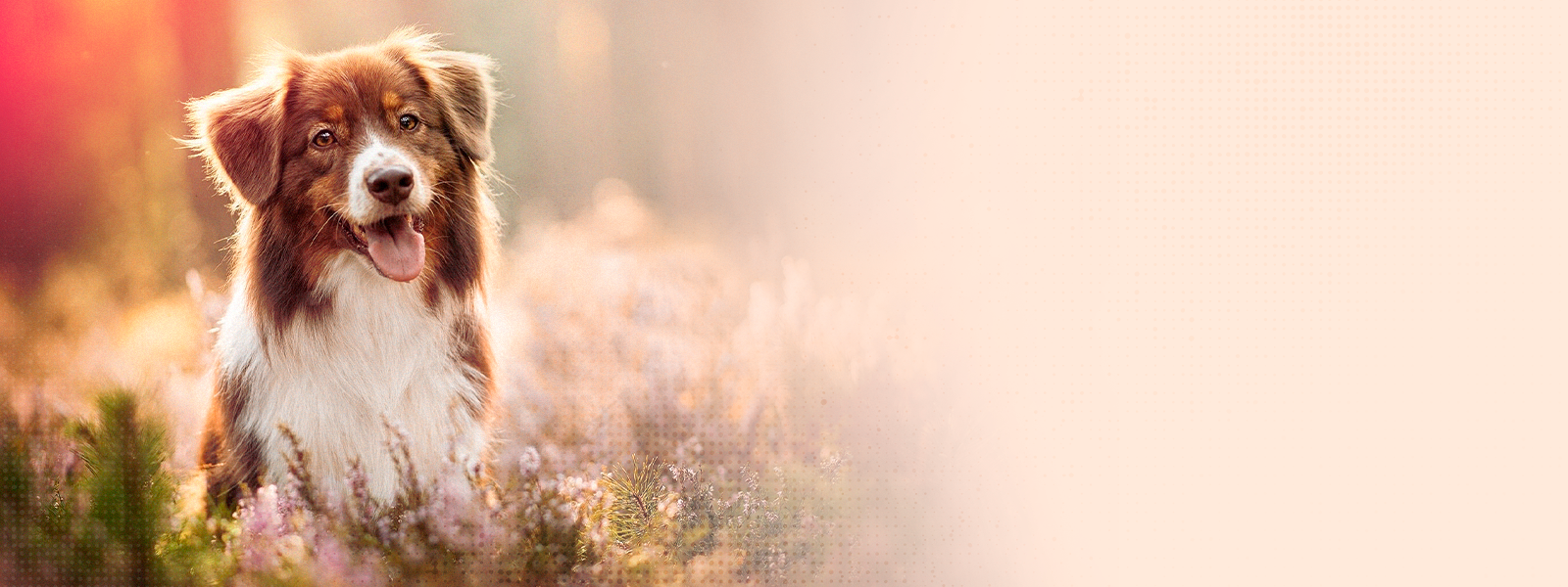 Banner 1