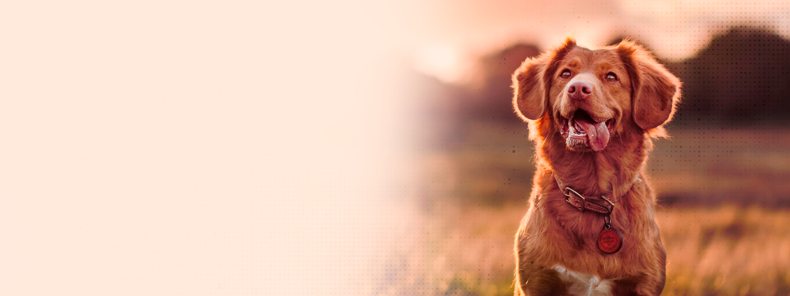 Banner 2